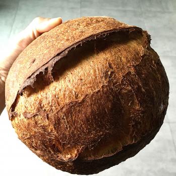 Autumn Panettone, durum wheat sourdough, spelt sourdough, durum wheat sourdough first slice