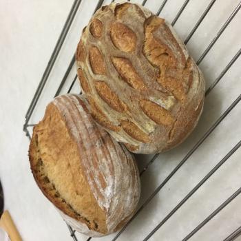 Baobei Sourdough steamed eggless cupcake second overview