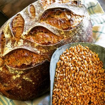 Bounty of the County Whole Grain Sourdough first overview
