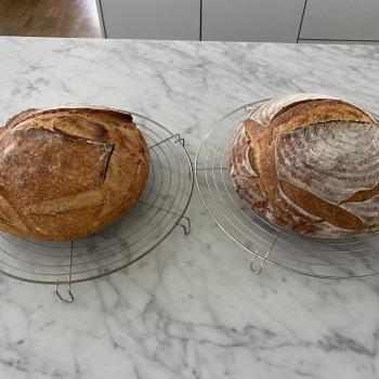 Claudio Wheat bread first overview