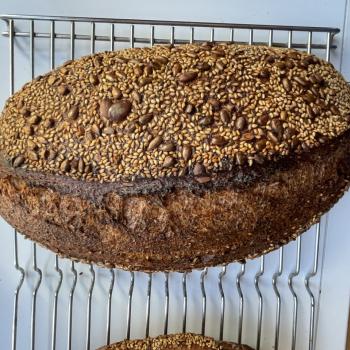 Fiona Appolonia 1.6 kilo Miches and Batards first overview