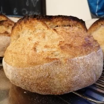 Matula  White evendine sourdough  first overview