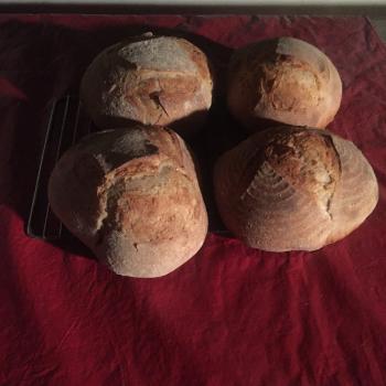Maya Breads! first overview