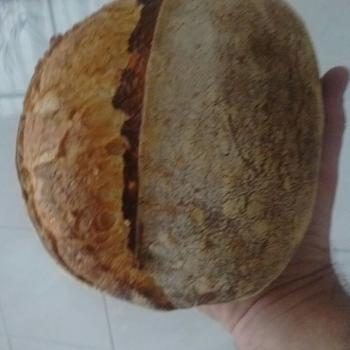 Pacini5000 Breads first overview