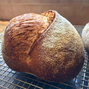 The Red Shed Baker's Field Flour first overview