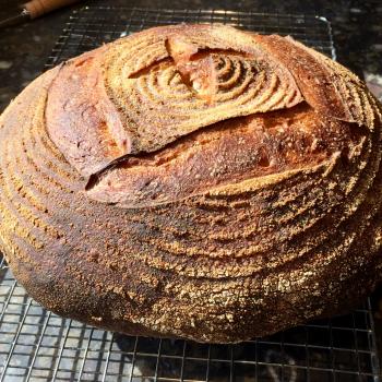 The Red Shed Einkorn Miche first overview