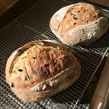 The Red Shed Olive, Herbs de Provence, and lemon zest first overview