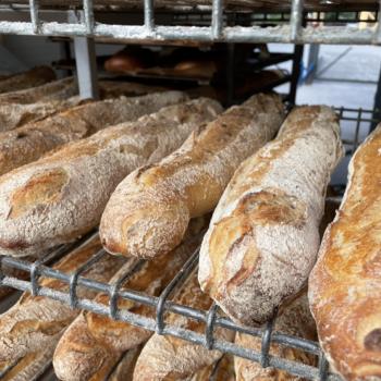 Wheat sourdough/Zakwas pszenny levain "Piskorek" Bagietka francuska/French baguette first overview