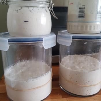 Masa madre alfons,The baby recipe
