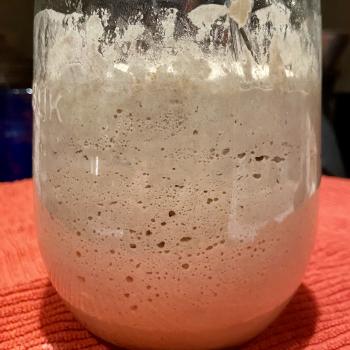 Starter 2020 recipe