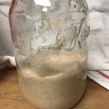 Wheat Starter recipe